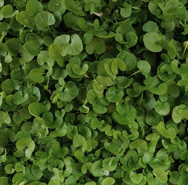 dichondra, in waratah